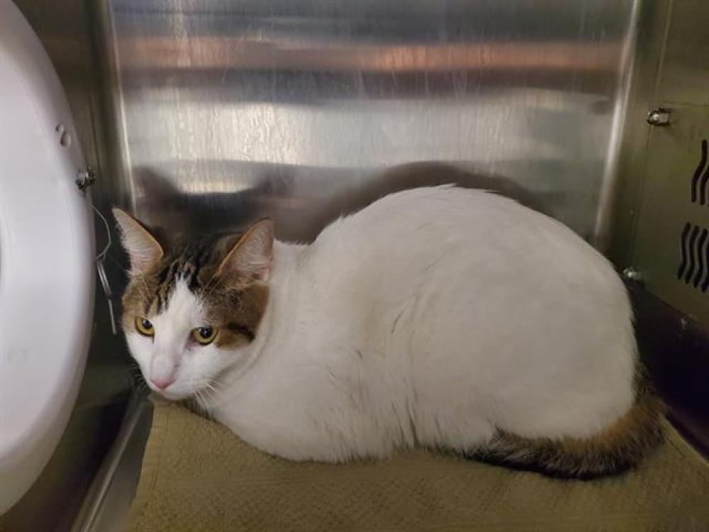 Shelter Stray Female Cat last seen CARRIAGE/KANAI, Auburn, CA 95603