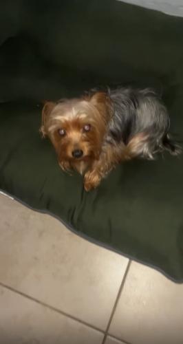 Lost Male Dog last seen Nw 3 ave and 149 street, Miami, FL 33168