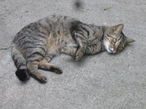 Lost Male Cat last seen Brookvalley Dr, Woodridge Dr, Gulf Rd, Windsor Dr, Elyria OH, Elyria, OH 44035