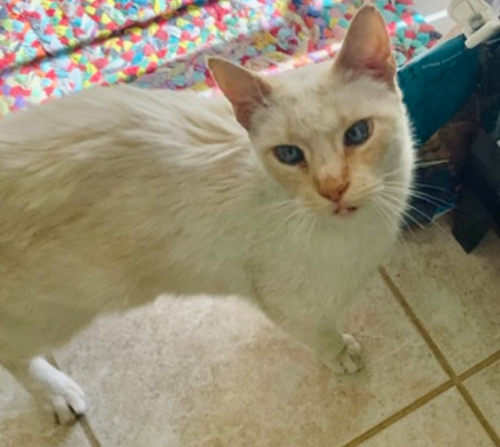 Lost Male Cat last seen E Indian Wells Dr and S Tamarron Way in South Chandler inside the Springfield 55+ Community, Chandler, AZ 85249