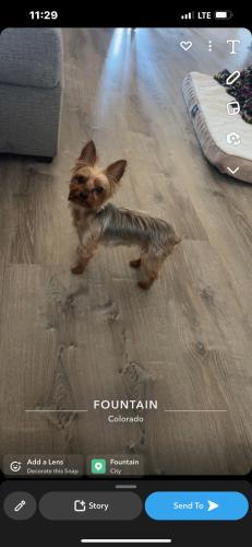 Lost Female Dog last seen Farside Lounge crossroad Airport and Murray, Colorado Springs, CO 80916