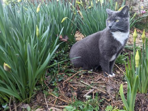 Lost Female Cat last seen SE 30th Ave and SE Cora St, Portland, OR 97202