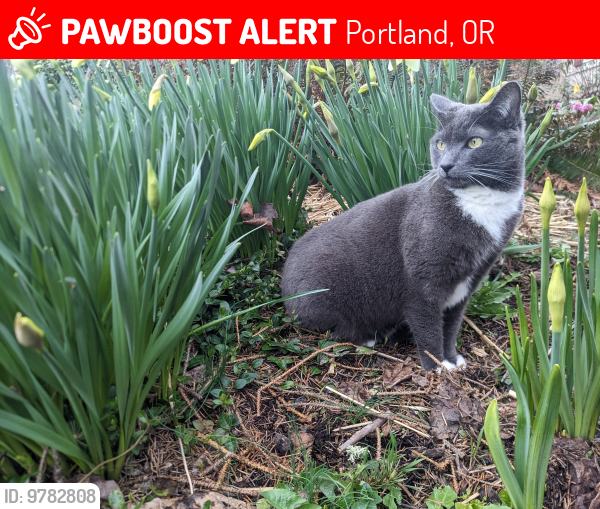 Lost Female Cat last seen SE 30th Ave and SE Cora St, Portland, OR 97202