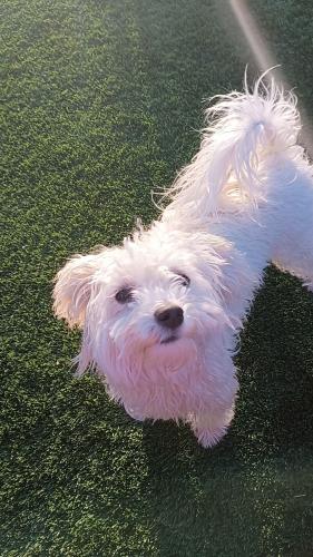 Lost Female Dog last seen Cooper and Riggs Rd, Chandler, AZ 85249