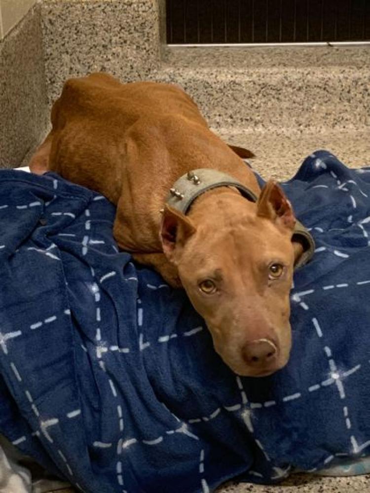 Shelter Stray Female Dog last seen 120B Howard Ave, 70363 - Houma, LA, Gray, LA 70359