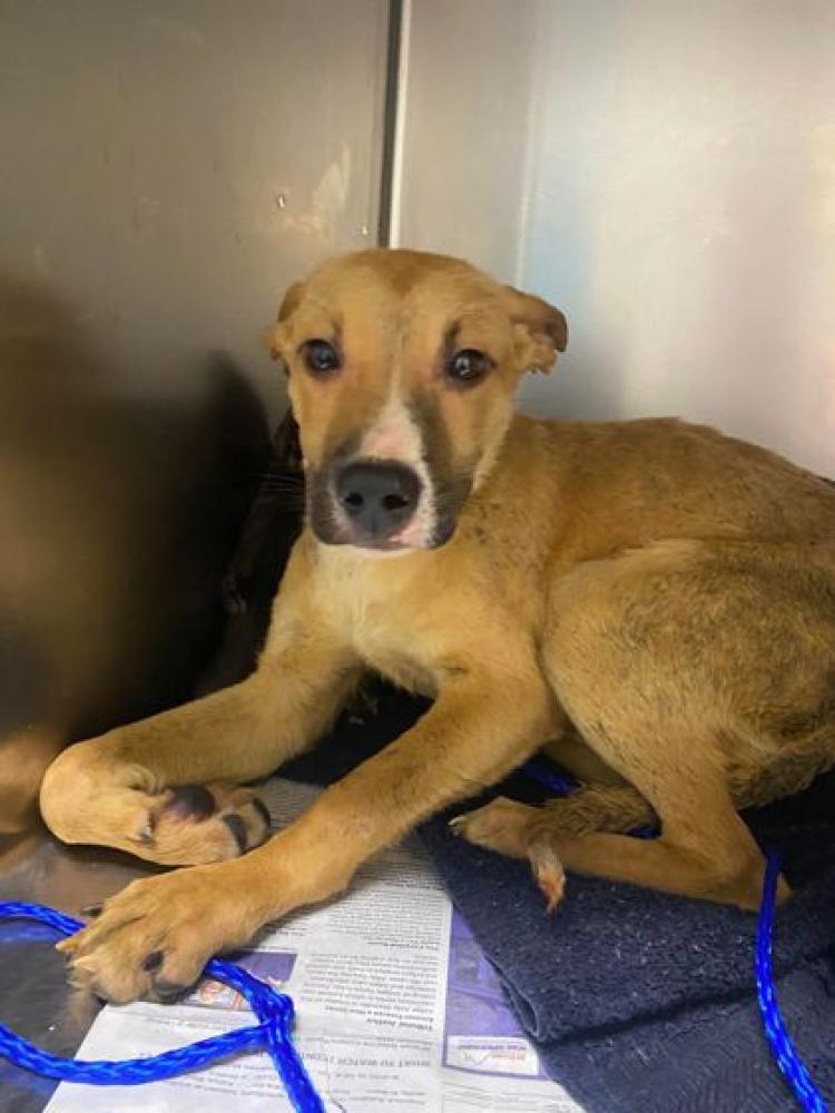 Shelter Stray Male Dog last seen Hollywood St, 70805, LA, Baton Rouge, LA 70820