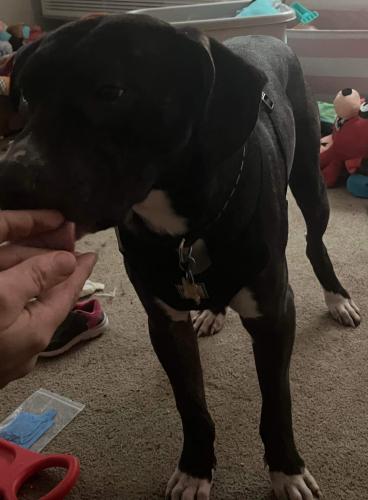 Lost Male Dog last seen Frogtown rd , West Manheim Township, PA 17331