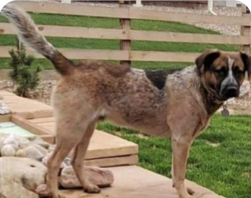 Lost Male Dog last seen Brentwood and 1st lakewood Co , Lakewood, CO 80226