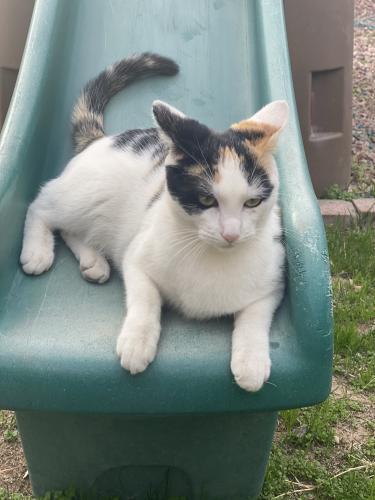 Lost Female Cat last seen 61st and happy valley, Glendale, AZ 85310