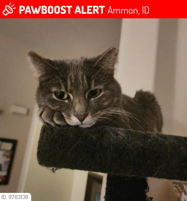 Lost Female Cat last seen 17th St. And Ross, Ammon, ID 83406