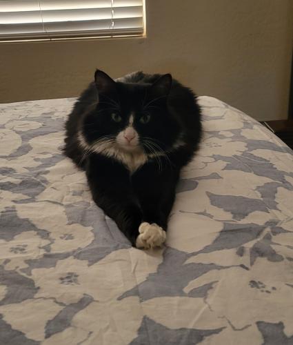 Lost Female Cat last seen 75th ave and Maryland, Glendale, AZ 85303