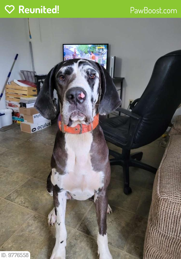 Reunited Female Dog in Loudon, TN 37774 (ID 9776558) PawBoost