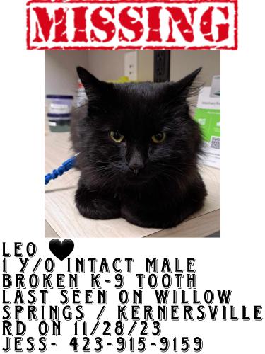 Lost Male Cat last seen Willow Springs off of Kernersville Rd , Belews Creek, NC 27009