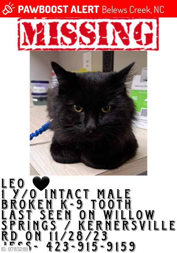 Lost Male Cat last seen Willow Springs off of Kernersville Rd , Belews Creek, NC 27009