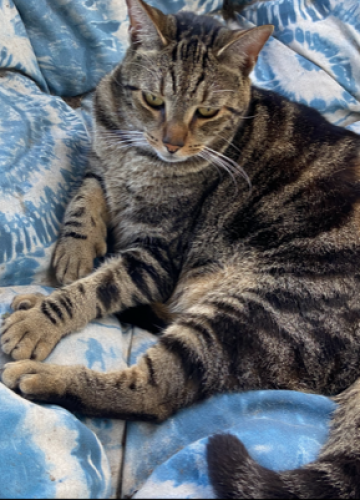 Lost Male Cat last seen Near James Bay Road-The Isles Development off Military Trail and Hood Road across from Paloma, Palm Beach Gardens, FL 33410