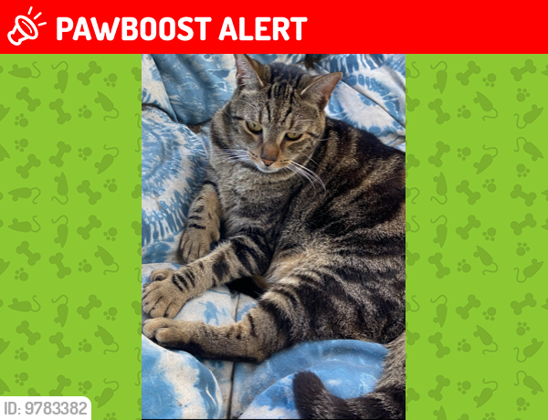 Lost Male Cat last seen Near James Bay Road-The Isles Development off Military Trail and Hood Road across from Paloma, Palm Beach Gardens, FL 33410