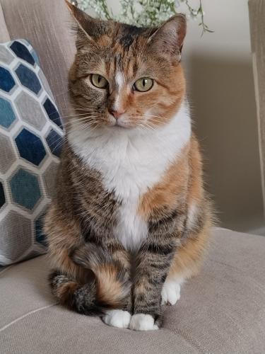 Lost Female Cat last seen Walter Hill area, Fall Creek, Mona Rd Golf course, Rutherford County, TN 37129