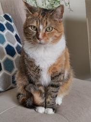 Lost Female Cat last seen Walter Hill area, Fall Creek, Mona Rd Golf course, Rutherford County, TN 37129