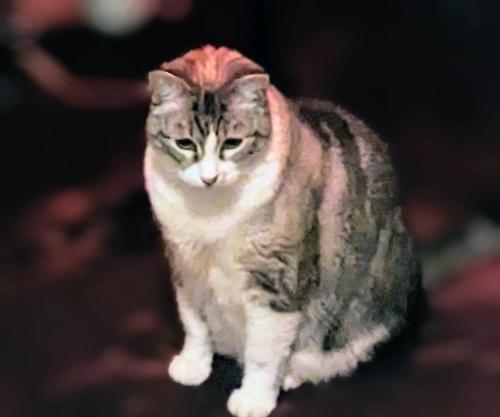 Lost Female Cat last seen Dreux, New Orleans, LA 70122