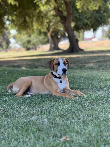Lost Male Dog last seen By the 55th apmts , Glendale, AZ 85301