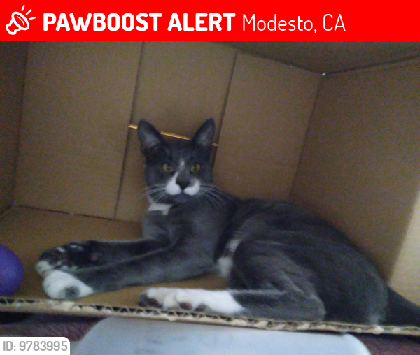 Lost Male Cat last seen Ustick and Conrad Way, Modesto, CA 95358