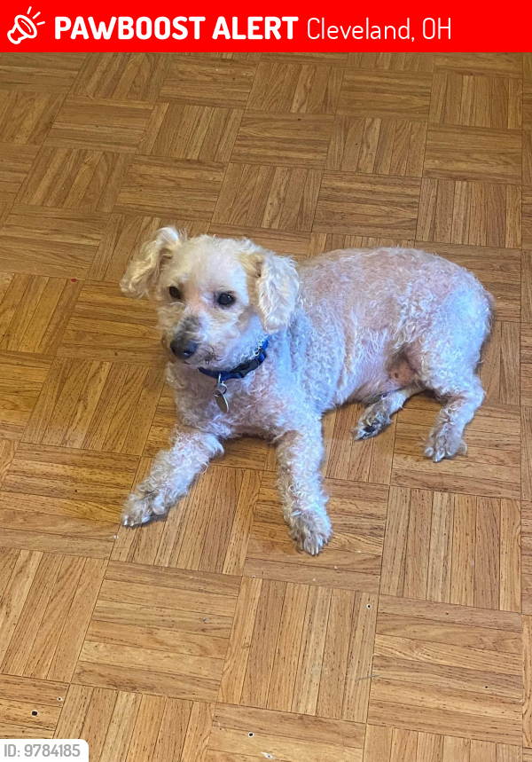 Lost Male Dog last seen Almira Avenue , Cleveland, OH 44102