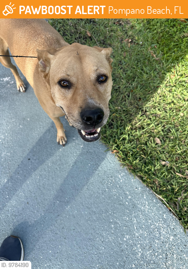 Pompano Beach, FL Stray Male Dog Found Near Lyons park pompano PawBoost