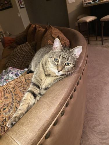 Lost Male Cat last seen Desert foothills pkwy and the 202. Office complex north of the post office, Phoenix, AZ 85048