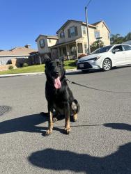 Reunited Unknown Dog last seen Eastvale, CA, USA, Eastvale, CA 92880