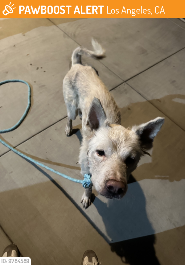Found/Stray Male Dog last seen Ospi Restaurant, Los Angeles, CA 90291