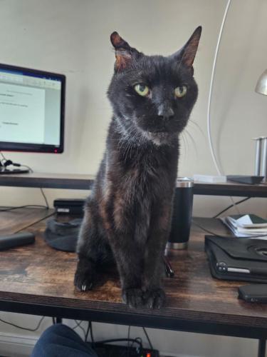 Lost Male Cat last seen Corner of W Cross and Paca St, Baltimore, MD 21230