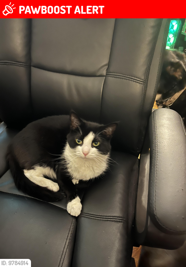 Lost Female Cat last seen Mount Union and Dogwood in Green Knolls , Greene Township, PA 17222