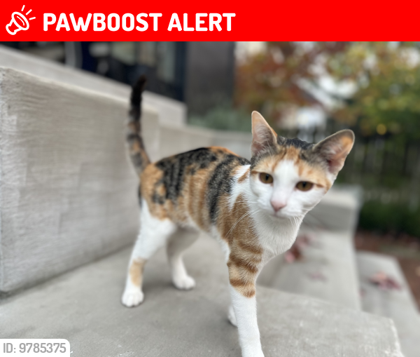 Lost Female Cat last seen Gladstone, border of eastown and egr, East Grand Rapids, MI 49506