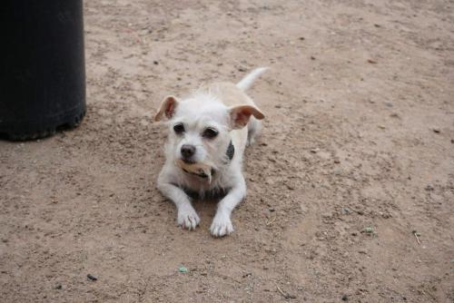 Lost Female Dog last seen 31st Ave and cactus, Phoenix, AZ 85029