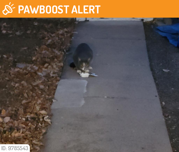 Found/Stray Unknown Cat last seen 41st Street Northeast and Madison Street Northeast, Columbia Heights, MN 55421