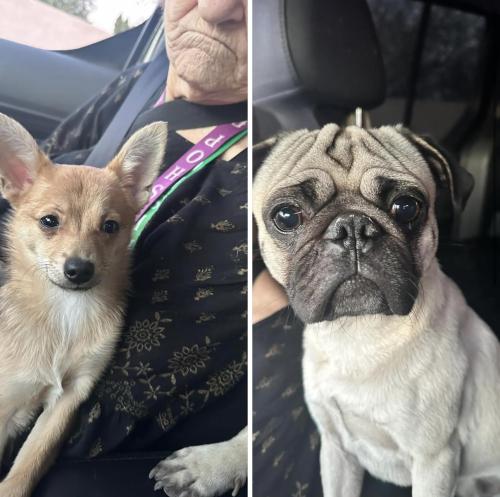Lost Male Dog last seen 65th and ocotillo , Glendale, AZ 85301