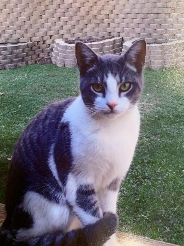 Lost Male Cat last seen Curtis Dr Nw & Candies Creek Ridge Road Charleston, TN, Charleston, TN 37310