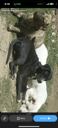 Lost Male Dog last seen New harmony rd 46/dr bundy rd 47 Tyler tx, Tyler, TX 75704