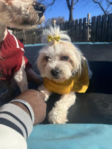 Lost Female Dog last seen Rogers Avenue, Baltimore, MD 21215