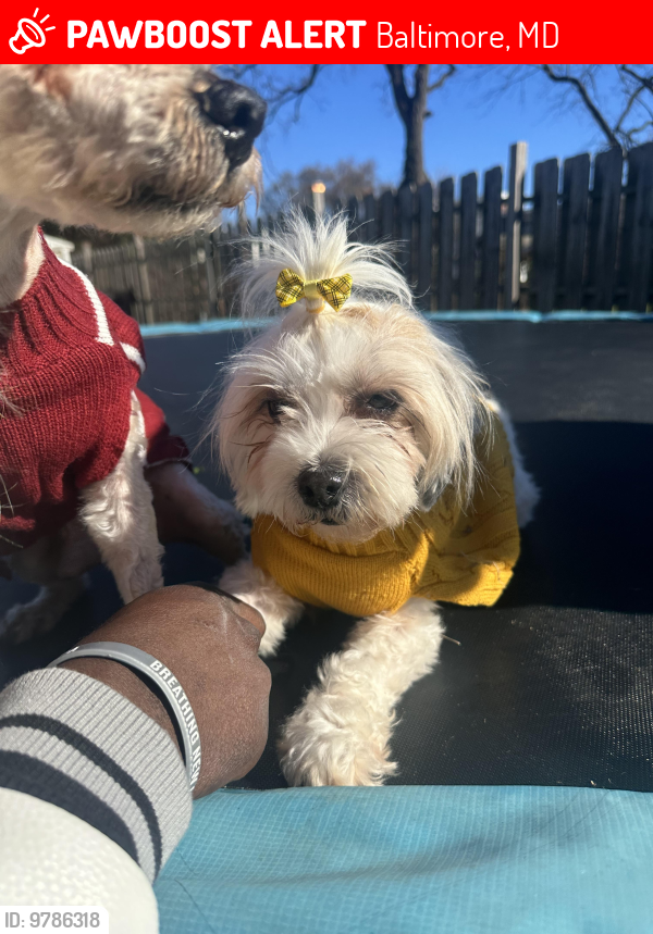 Lost Female Dog last seen Rogers Avenue, Baltimore, MD 21215