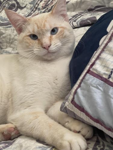 Lost Male Cat last seen Near Broadview rd  silver spring. Md , Silver Spring, MD 20902