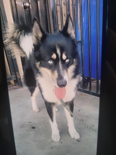 Lost Male Dog last seen Manchester ave, Inglewood, CA 90301