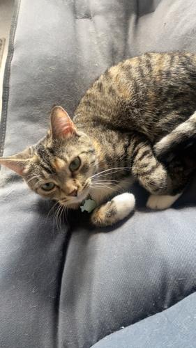 Lost Female Cat last seen Near burgundy center , Rockville, MD 20851