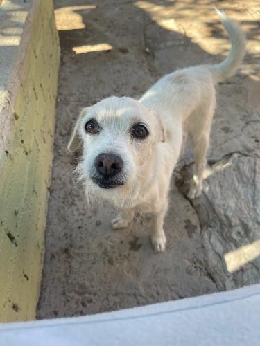 Lost Male Dog last seen 12th street and Hatcher, Phoenix, AZ 85020