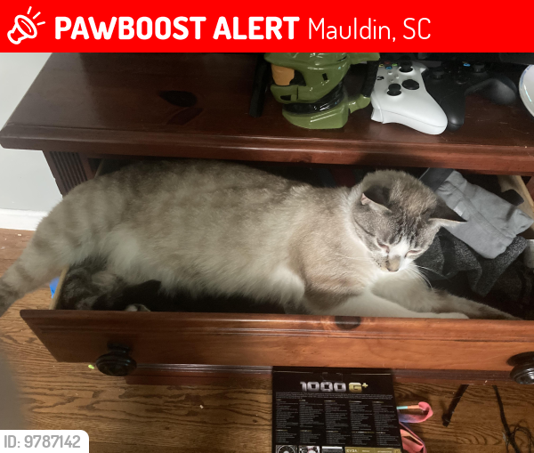 Lost Male Cat last seen S Main Street, Mauldin 29662, Mauldin, SC 29662