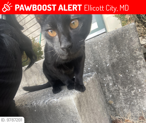 Lost Male Cat last seen Fredrick road Ellicott city , Ellicott City, MD 21043