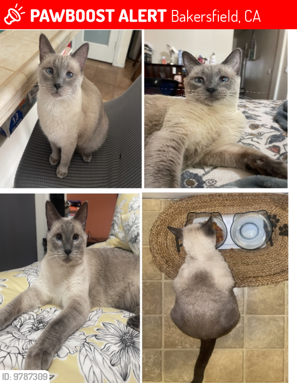 Lost Female Cat last seen city in the hills area, Bakersfield, CA 93306
