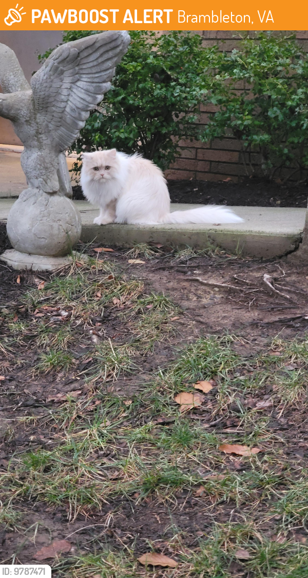 Found/Stray Unknown Cat last seen Evening primrose square , Brambleton, VA 20148