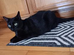 Lost Female Cat last seen Sheldon Rd, Round Lake Beach, IL 60030