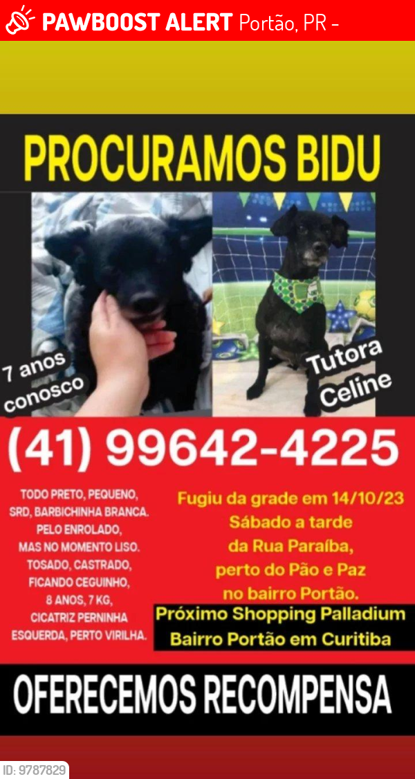 Lost Male Dog last seen Rua Paraíba próximo Pão e Paz, Shoping Palladium e estacionamento do Shoping Ventura , Portão, PR 80610-010